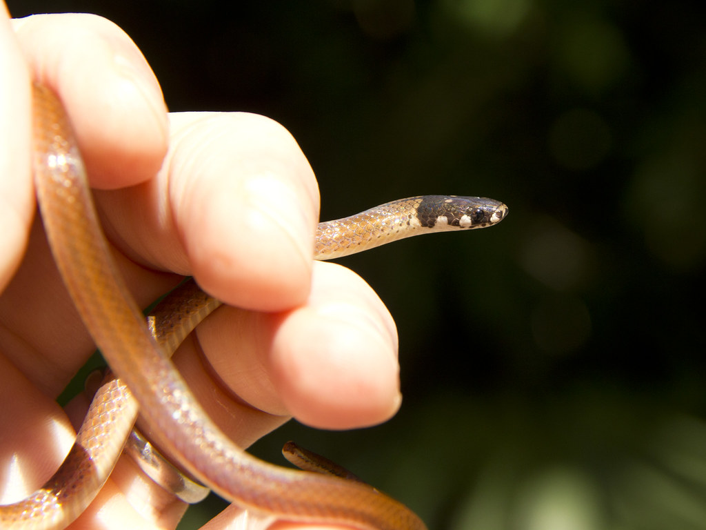 Snake in Fingers