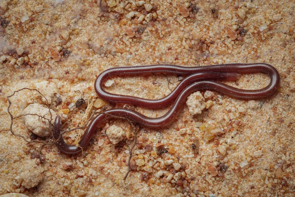 Brahminy Blind Snake (Indotyphlops braminus)- BBC wildlife magazine