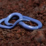 Brahminy Blind Snake (Indotyphlops braminus)- Britannica kids1