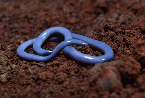 Brahminy Blind Snake (Indotyphlops braminus)- Britannica kids1