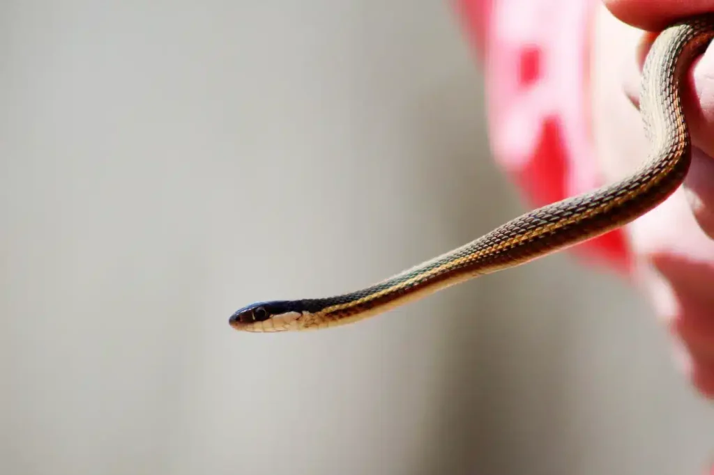 long neck snake looking