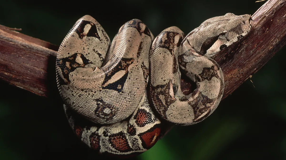 Pyhton resting on tree branch