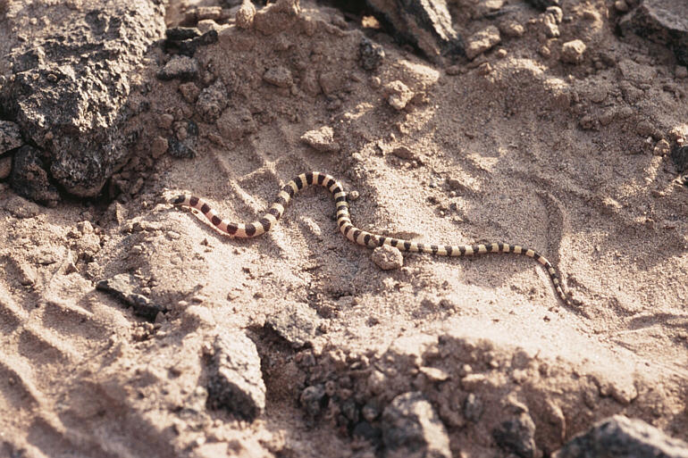 Chionactis_occipitalis02