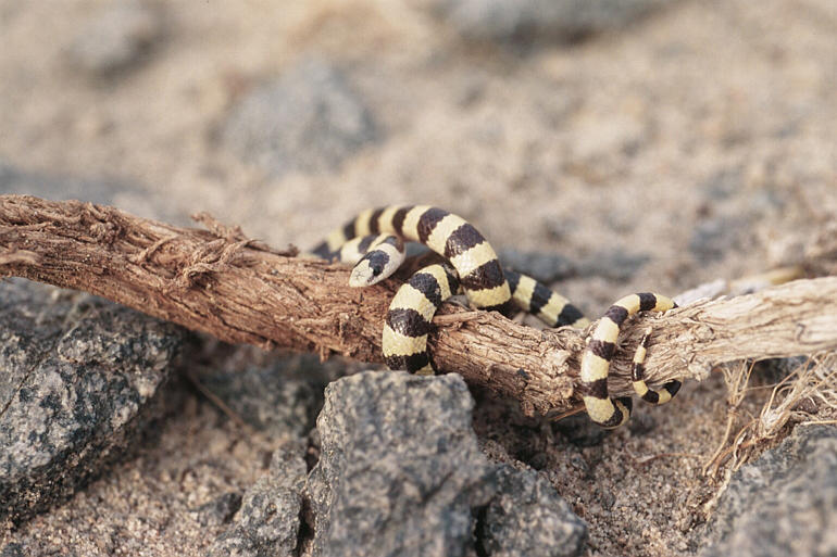 Chionactis_occipitalis04
