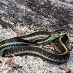 Snake sitting on rock