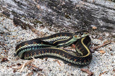 Snake sitting on rock