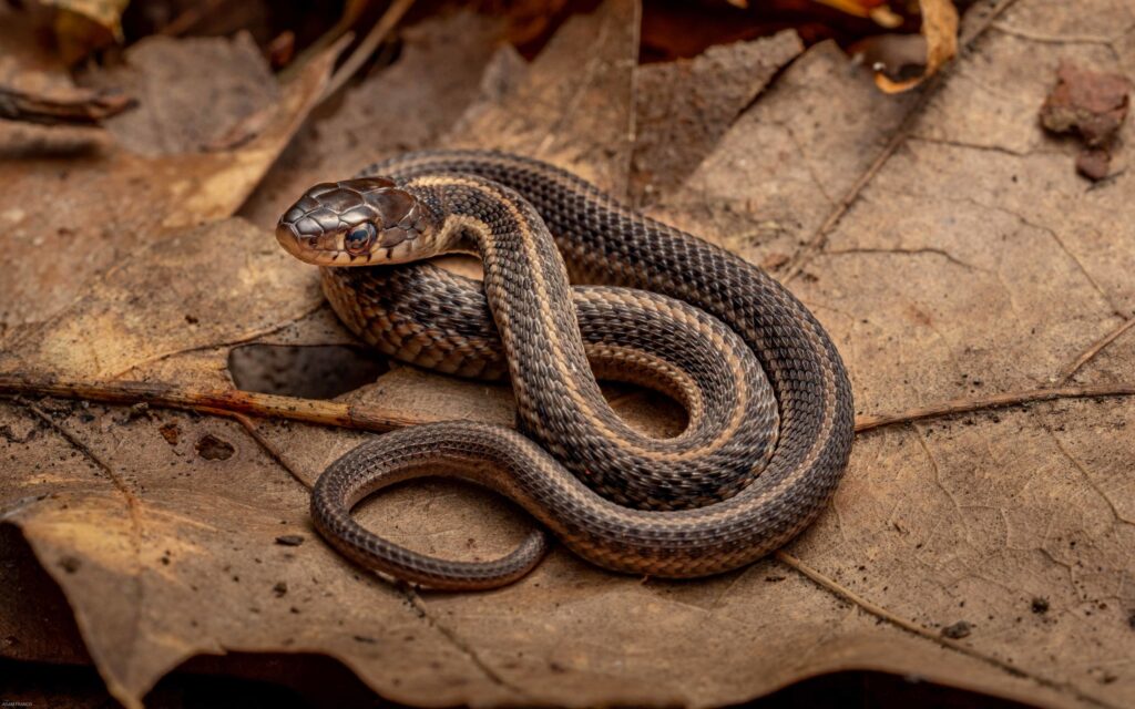 Snake Sitting on Leaf