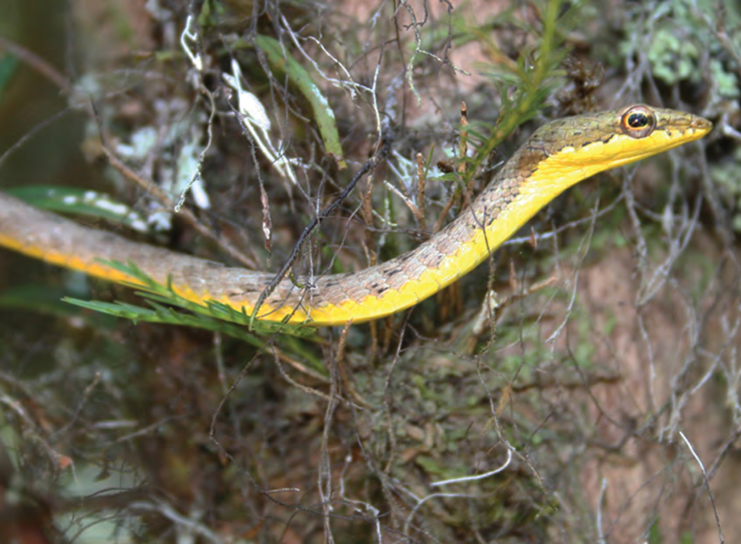 snake in small green tree