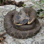 Hognose Snake Sitting