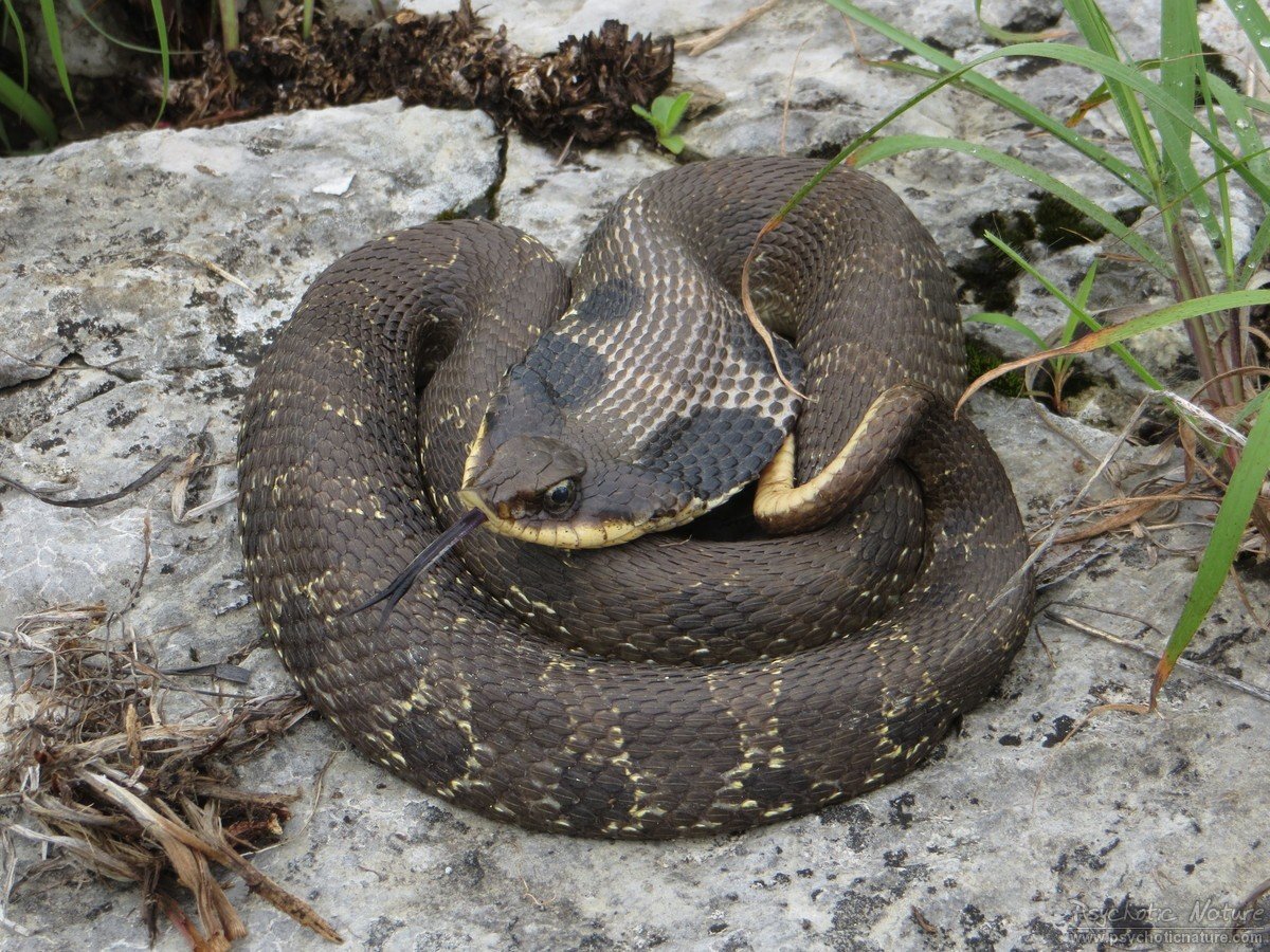 Hognose Snake Sitting