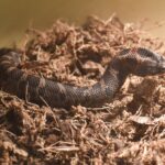 snake on small brown grass