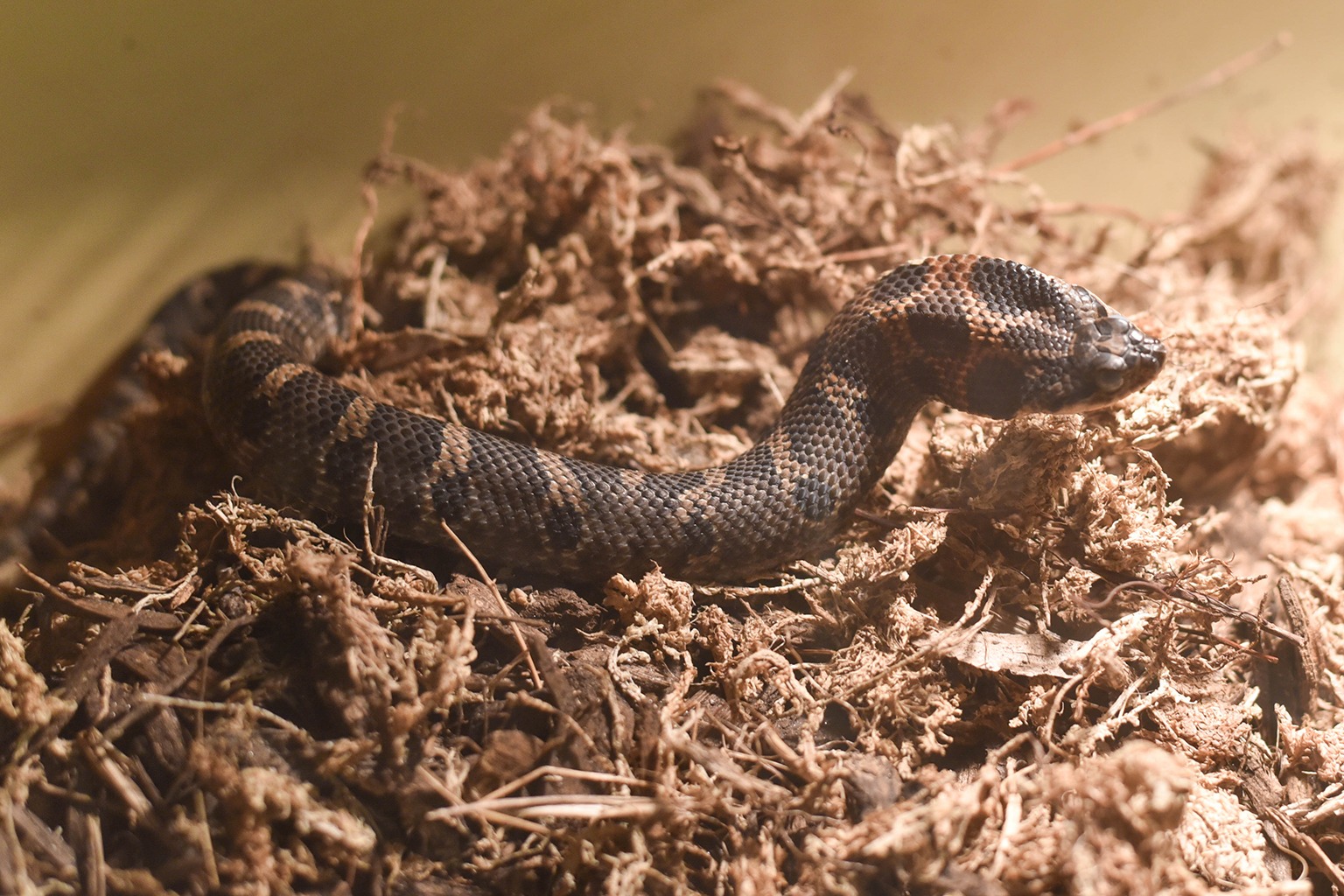 snake on small brown grass