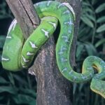 Snake on tree