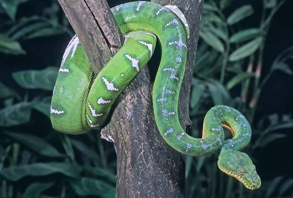 Snake on tree