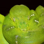 Emerald Tree Boa Snake on branch