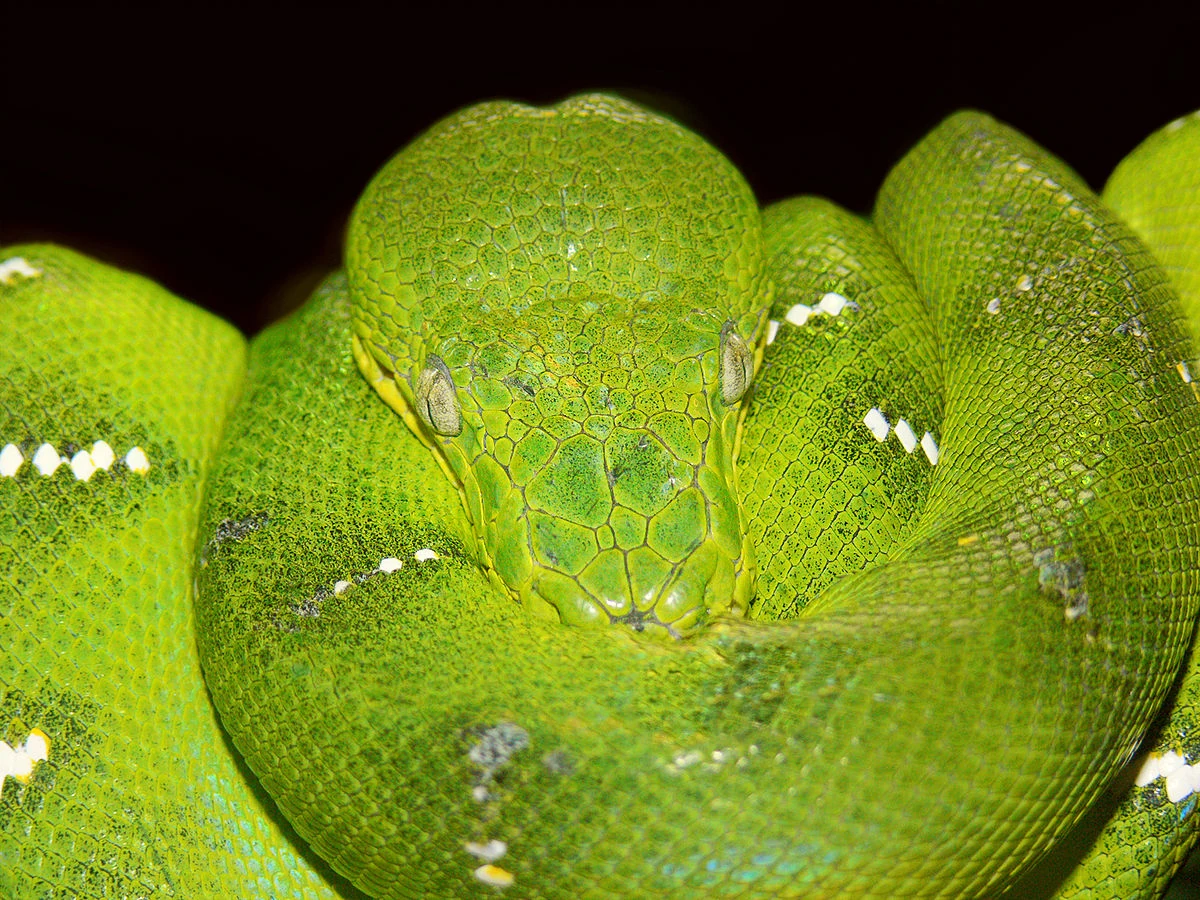 Emerald Tree Boa Snake on branch