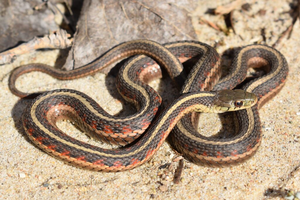 Garter snake-sdherps