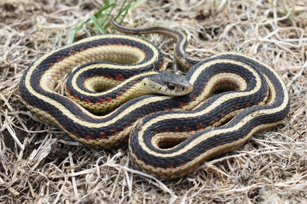 Snake on Grass