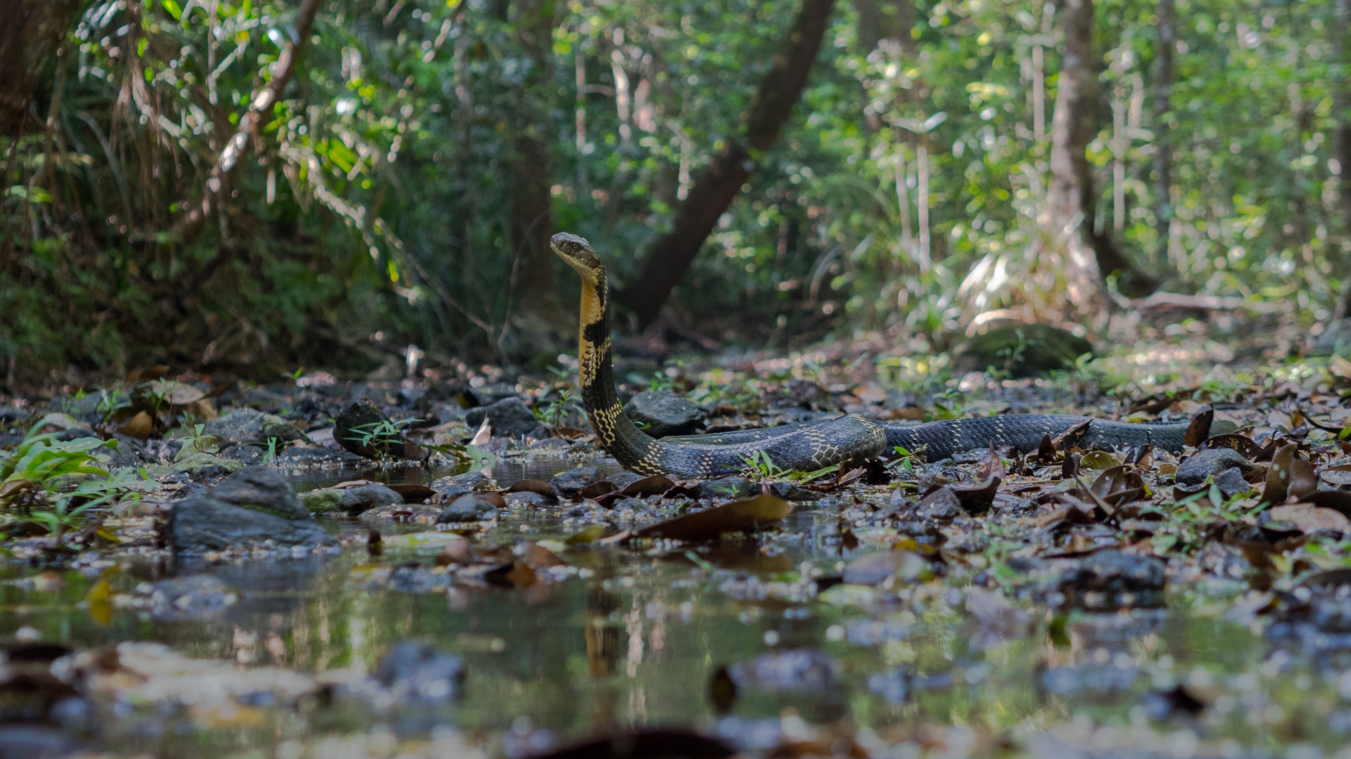 head up snake at water