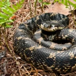 Hognose _ Snake