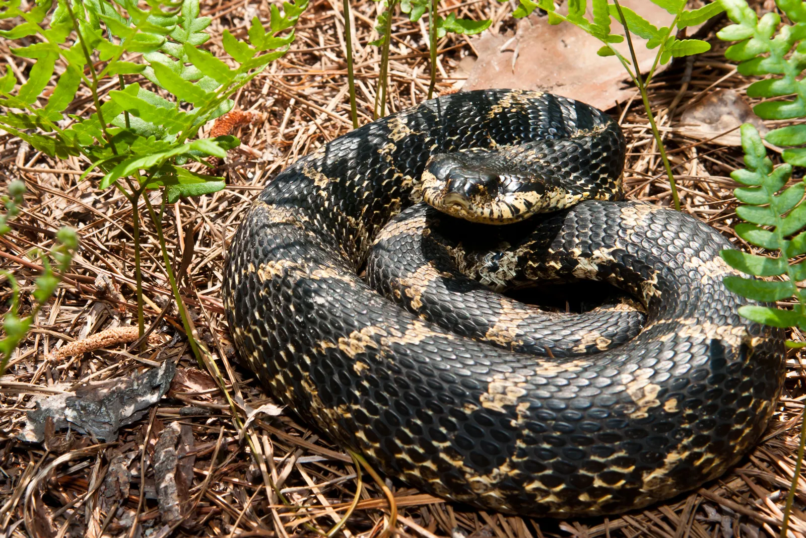 Hognose _ Snake