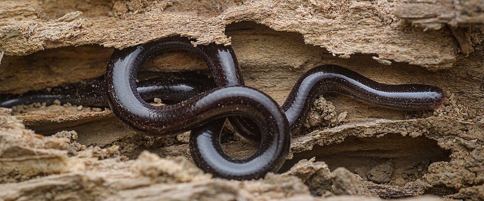 little snake black