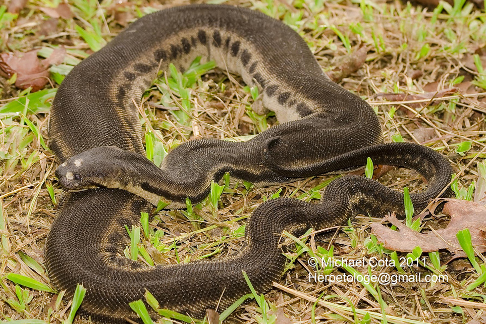 snake in open farm