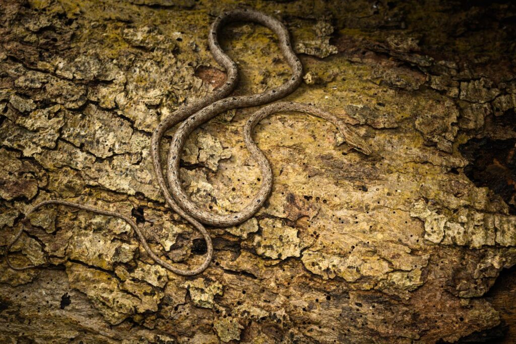 snake on tree root