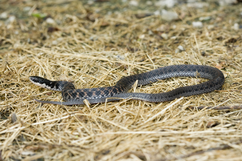Kirtland's_Snake