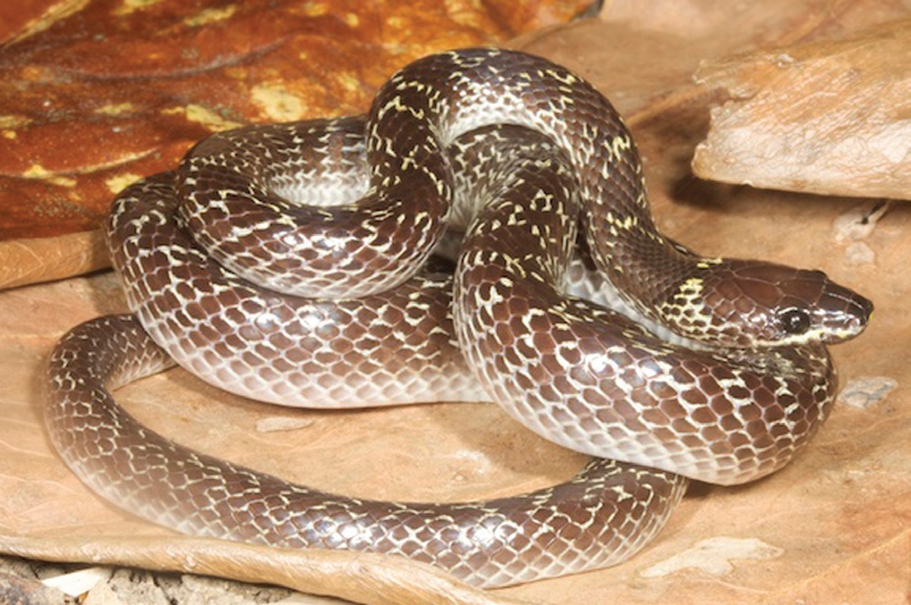 Lycodon_capucinus