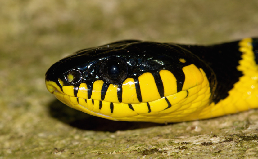 Mangrove_Cat_Snake