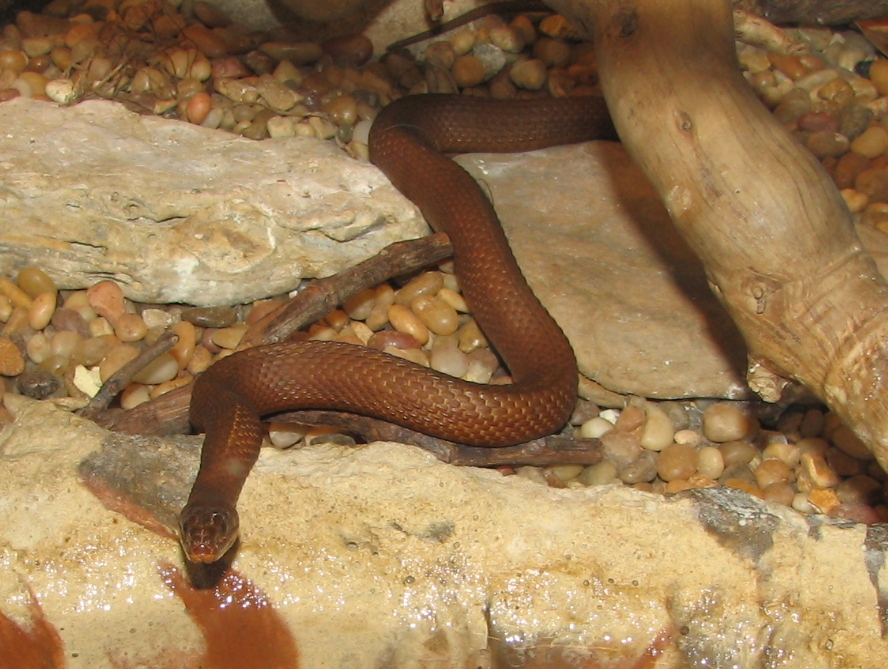 Mangrove_Water_Snake
