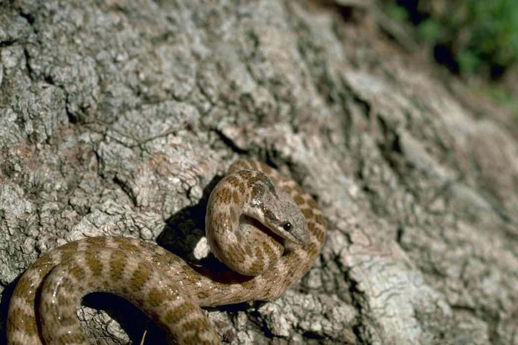 Night_snake_New_Mexico