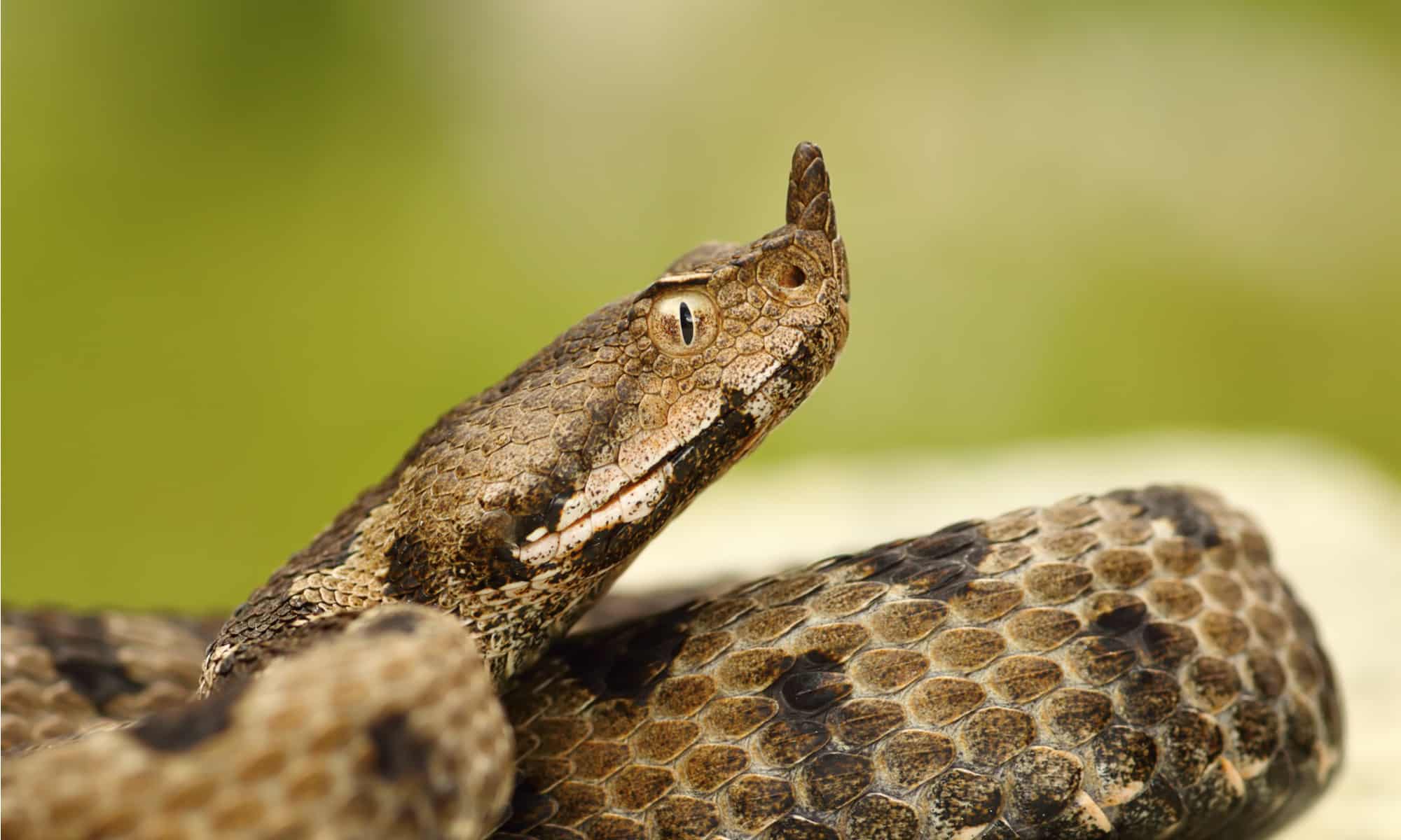 Horned Viper Sitting