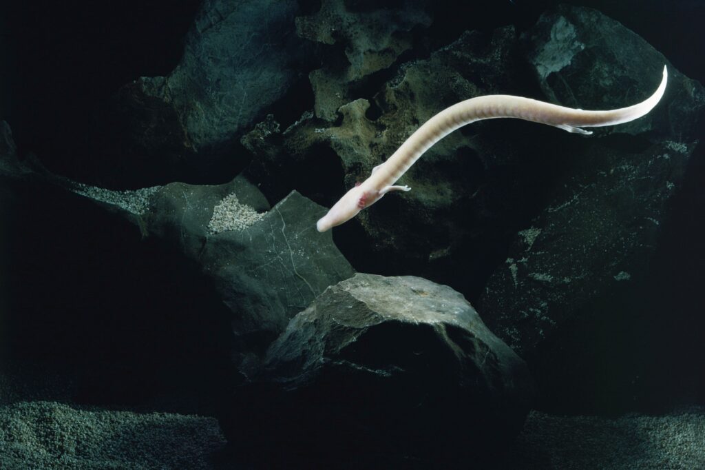 P_anguinus1