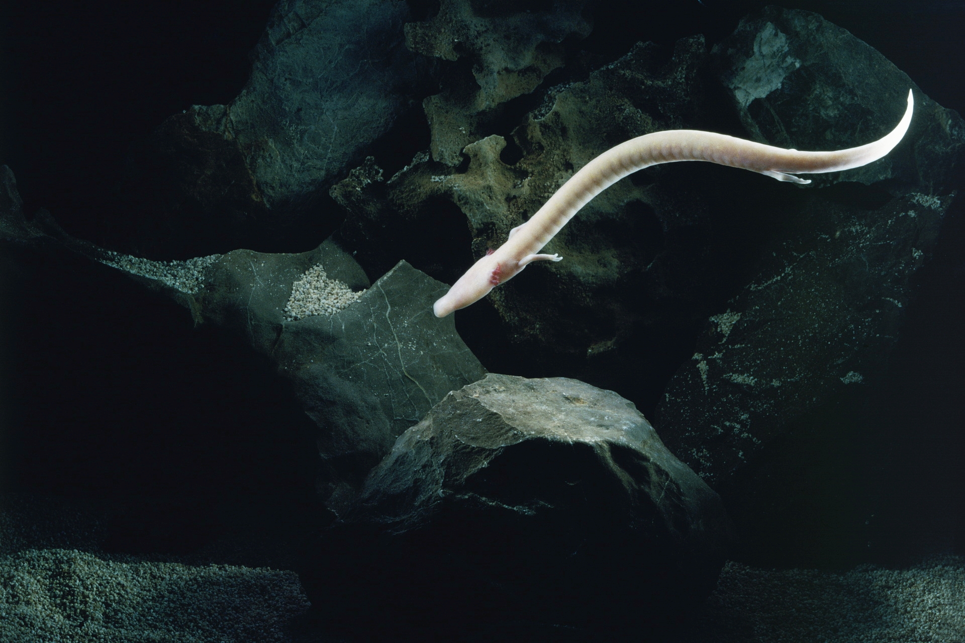 P_anguinus1