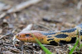 Fox snake