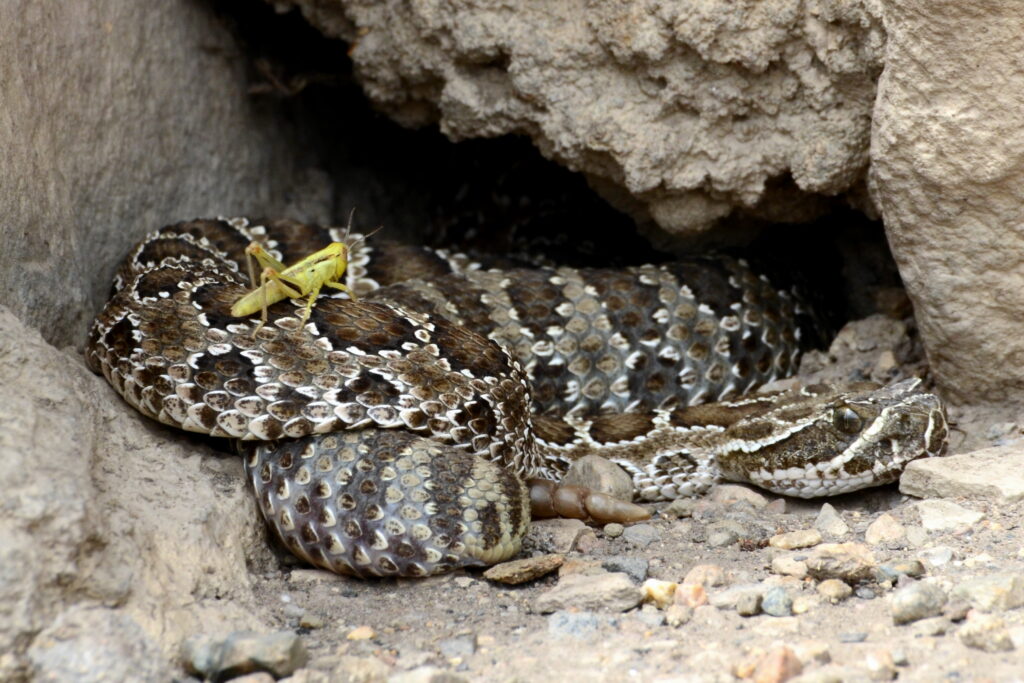 snake under small rock