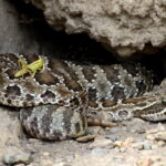 snake under small rock