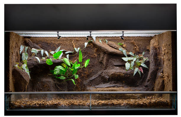 Snake Terrarium - I stock