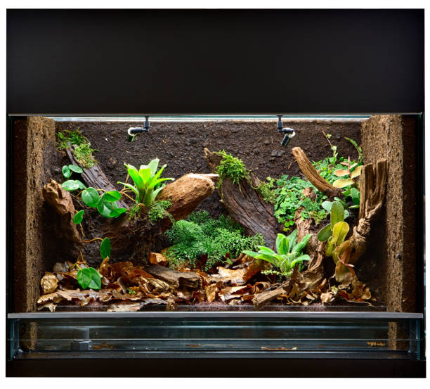 Snake Terrarium - I stock2