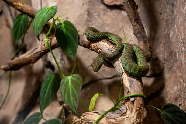 Green viper (Trimeresurus vittatus) on a branch in the zoo
