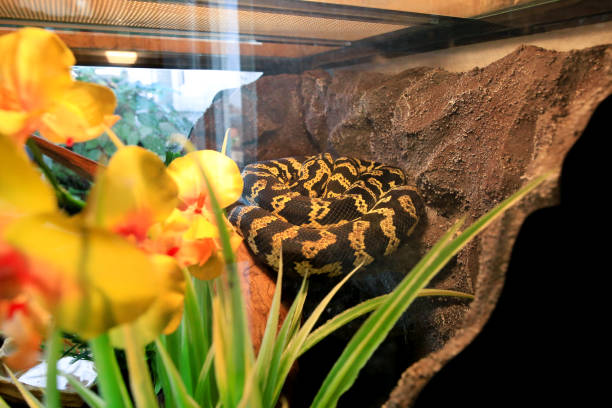 Snake Terrarium - I stock