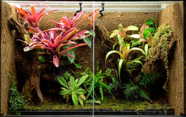 Snake Terrarium - I stock
