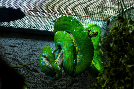 Snake enclosure- Adobe stock