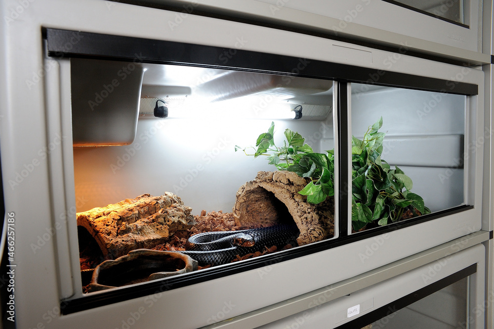 Snake enclosure- Adobe stock