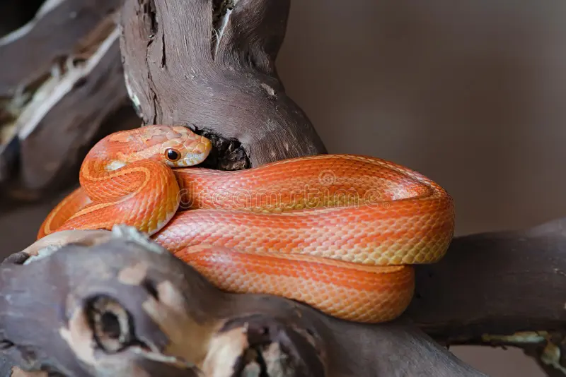 Snake enclosure- Dreamstime
