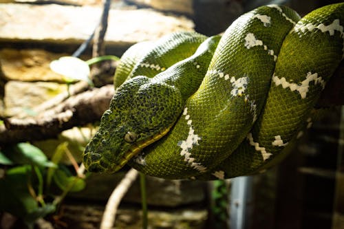Snake enclosure- Pexels
