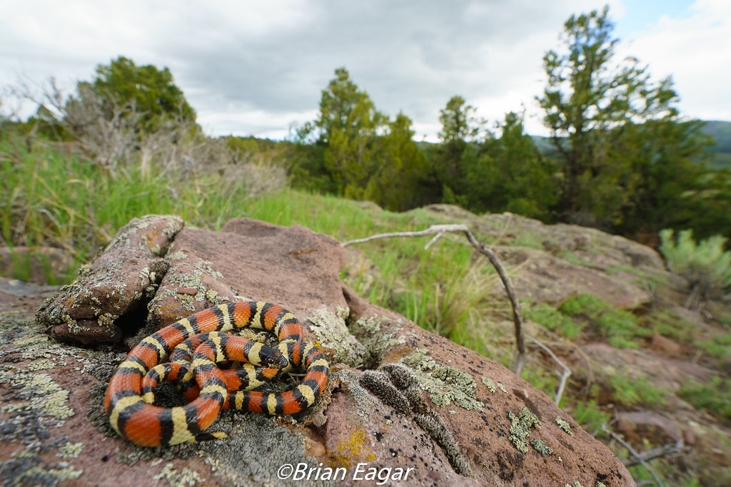 Snake in habitat