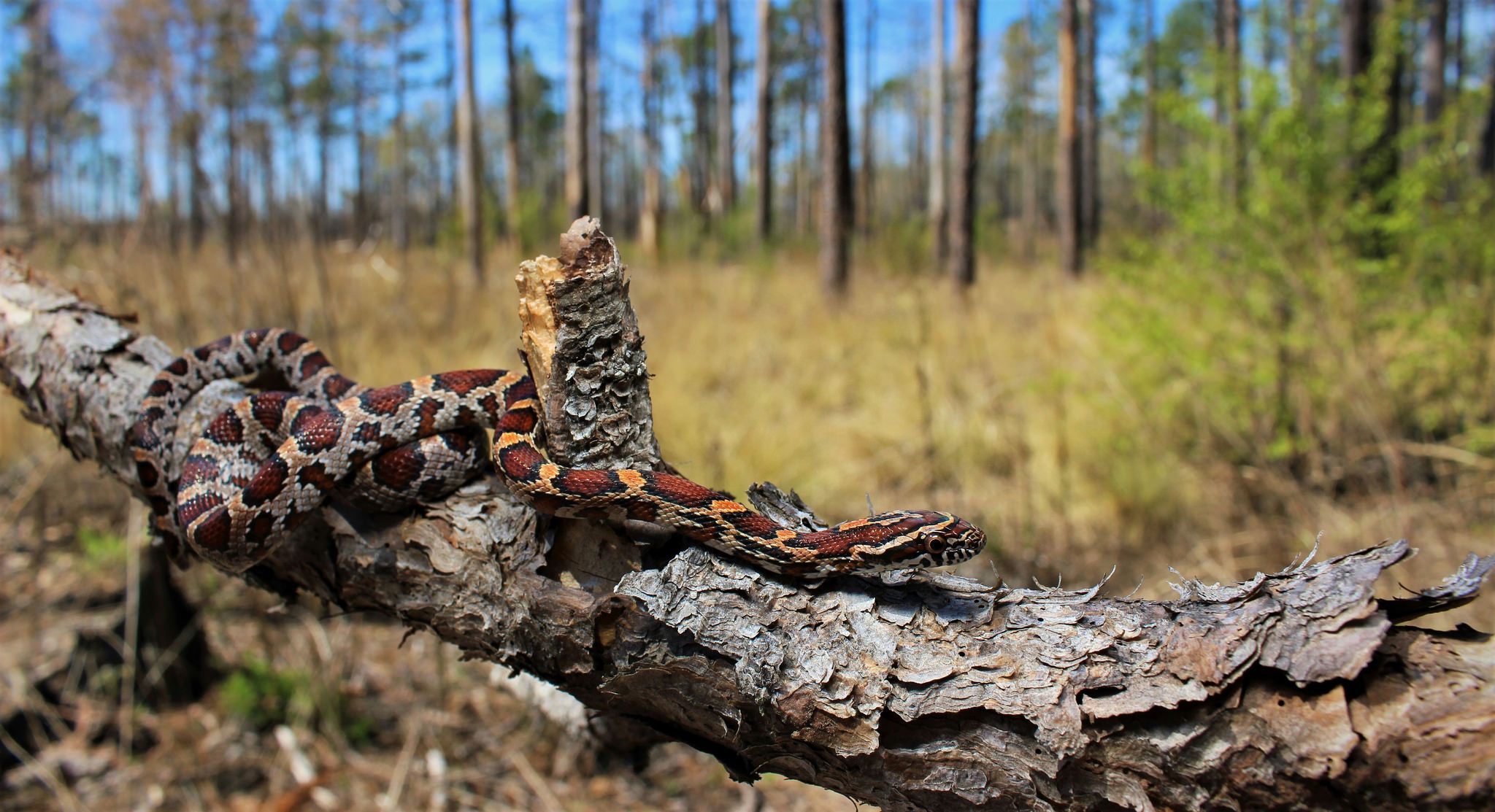 snake on root tree